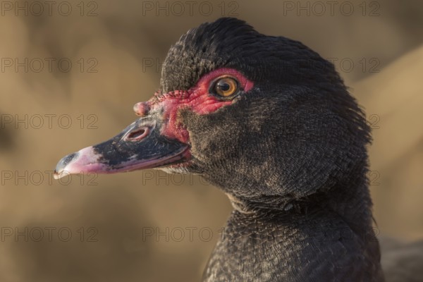 Portrait of brown Muscovy duck escaped in nature. Alsace, France