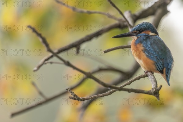 Kingfisher (Alcedo atthis) perched in a tree. Bas-Rhin, Collectivite europeenne d'Alsace, Grand Est, France
