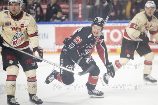 Laura Dick Cologne, LanxessArena, North Rhine-Westphalia, Juhani Tyrvaeinen (Cologne Sharks, #21), PENNY DEL, Cologne Sharks-Nuremberg Ice Tigers on 26/11/2024 at the LanxessArena in Cologne Germany