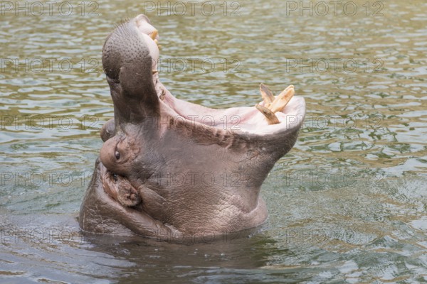 Head of a hippopotamus Hippopotamus amphibius with gaping mouth