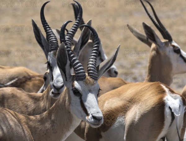 A group of male Impala Antelopes Aepyceros melampus in Nxai Pan National Park, Botswana