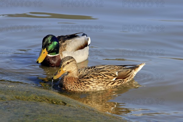 Female and male Mallard, Anas platyrhynchos, swimming and feeding by seashore on a beautiful day of spring