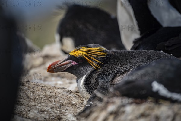 Golden crested penguin (Eudyptes chrysolophus), also macaroni penguin, Pebble Island, Falkland Islands, Great Britain, South Atlantic