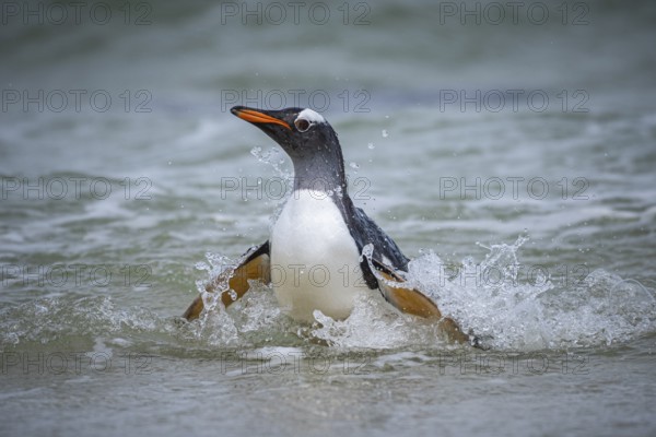A gentoo penguin (Pygoscelis papua) landing on a beach, Pebble Island, Falkland Islands, Great Britain, South Atlantic Ocean