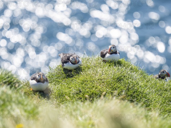 Puffin (Fratercula arctica) on a rocky cliff, Heimaey Island, Westman Islands, Iceland