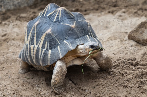 Radiated tortoise walking on ground, Astrochelys radiata. Critically endangered tortoise species, endemic to Madagascar
