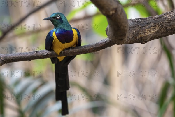 Golden breasted Starling, Cosmopsarus regius, Glossy Starling sitting on the tree branch. Beautiful shiny bird in the green forest