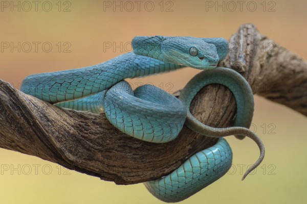The white-lipped pit viper, is a venomous pit viper species endemic to Southeast Asia