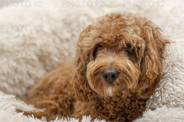Cavapoo dog in his bed, mixed -breed of Cavalier King Charles Spaniel and Poodle
