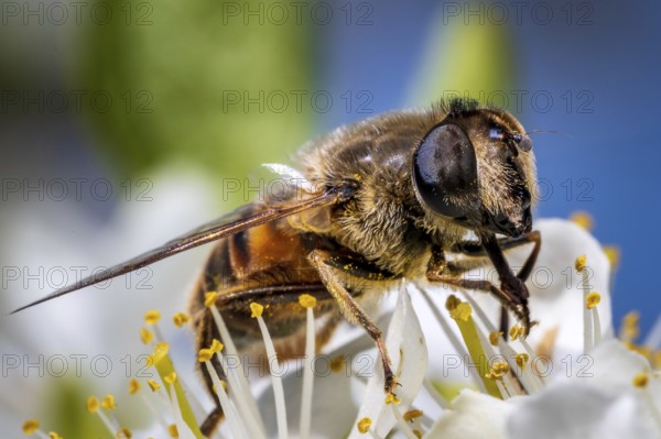 Bee sitting on a spring tree bloom and collecting nectar