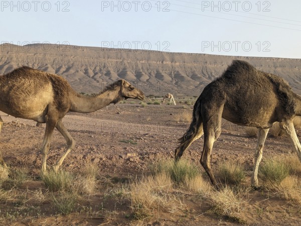 Dromedaries grazing in the Saharan desert in Morocco