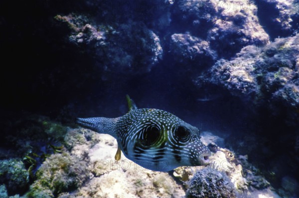 White-spotted puffer Underwater (Arothron hispidus) Marine life