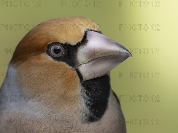 Hawfinch (Coccothraustes coccothraustes) close-up, protected forest, Black Forest, Germany