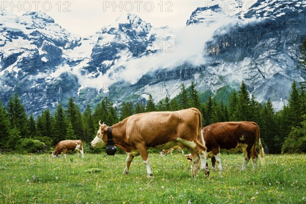 Cows grazing in a lush field with towering snowy mountains in the background, Alpine cows, mountains, animal, cow, Switzerland