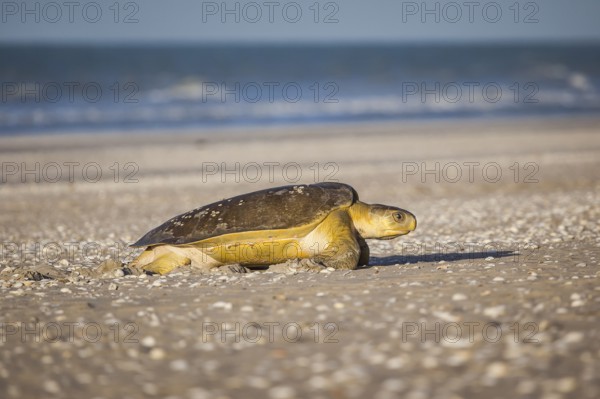 A turtle at 80 mile beach in Australia