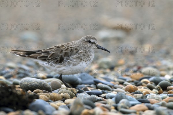 Baird's Sandpiper, Calidris bairdii, Patagonia, Argentina