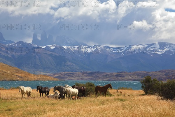 Chilean Andes. Fabulous lake Laguna Azul. In the distance visible rocks Torres del Paine. On the lake herd of horses grazing