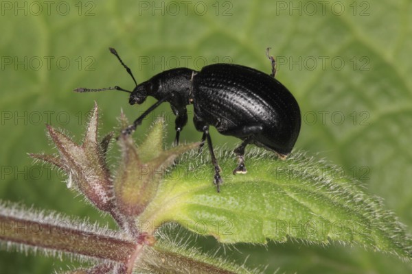 Black-legged weevil