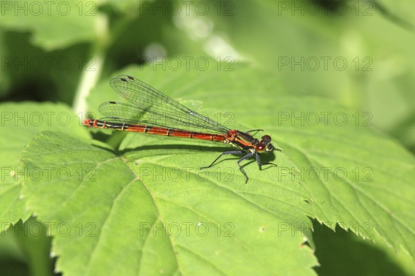 Large red damselfly, Pyrrhosoma nymphula, Large red damselfly