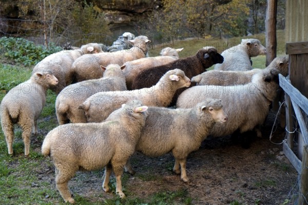 Flock of sheep waiting patiently outside the barn door for admission and the eagerly awaited evening feeding. Landscape format. Flock of sheep is waiting in front of the stable door for entrance and the impatiently expected evening feeding. Horizontal format
