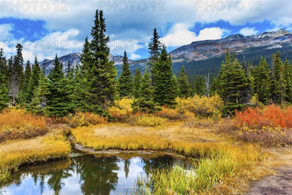 The Rockies of Canada. Small picturesque puddle reflects the cloudy sky. Red, yellow and orange grass on the shores of the Bow Lake. The concept of active, eco and photo tourism