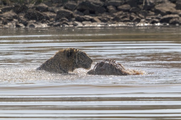 Tiger (Panthera tigris), Bengal tiger or Indian tiger, big cat (Pantherinae), carnivore (Carnivora), critically endangered, playing with killed wild boar (Sus scrofa) in the water, Satpura National Park, Tiger Reserve, Madhya Pradesh, Pachmarhi Biosphere Reserve, India