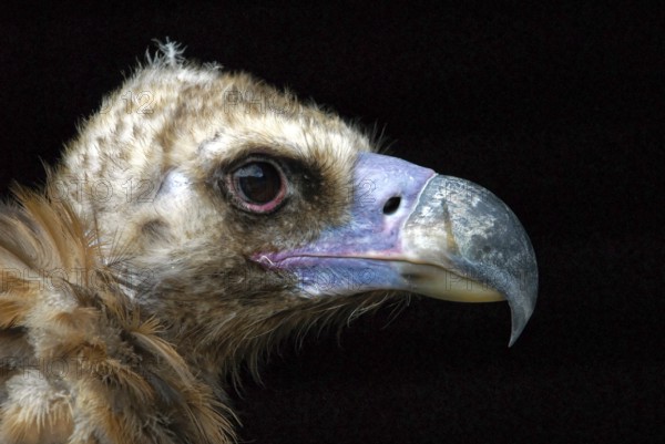 Egyptian Vulture (Aegypius tracheliotus Syn. Torgos tracheliotus), captive, Baden-Württemberg, Germany, Europe, A vulture with a distinctive beak and serious eyes