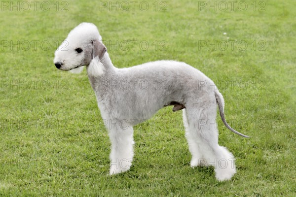 Typical Bedlington Terrier in the spring garden