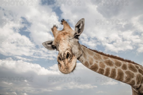 Close up photo of the neck and face of a giraffe, stretching his neck out towards the viewer, while staring very curiously at the camera