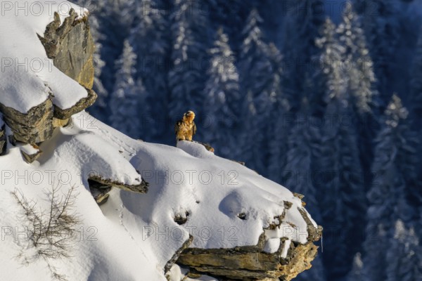 Bearded vulture (Gypaetus barbatus) sitting on a snow-covered rock surrounded by snowy forest in winter, Valais, Switzerland