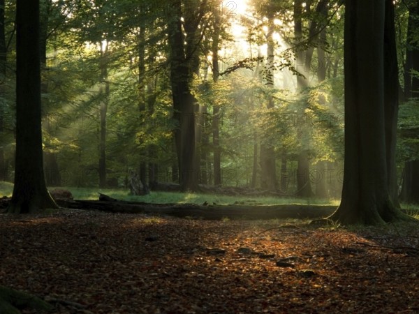 Beech forest with fog and warm sunshine in autumn, fall, Denmark