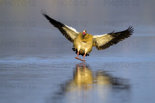 A Nile Goose (Alopochen aegyptiaca) flies just above the water with its wings spread, Kassel, Hesse, Germany
