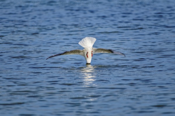A black-headed gull (Chroicocephalus ridibundus) dives headfirst into the water, wings outstretched under a blue sky, Wismar, Mecklenburg-Western Pomerania, Germany