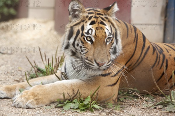 Rescued tiger lying relaxed in the enclosure, 2015