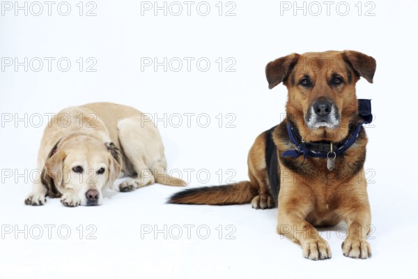 Portrait of 2 dogs in the studio