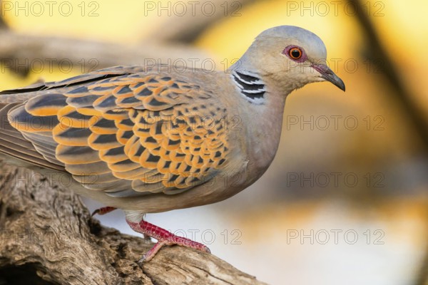 Turtle Dove, Streptopelia turtur, Mediterranean Forest, Castilla y Leon, Spain