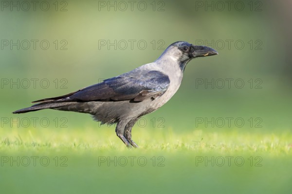 Glossy crow, (Corvus splendens), omnivore, genus of ravens and crows, corvids, Al Qurm Park, Muscat, Oman