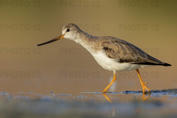 Terek sandpiper, (Xenus cinereus), animal, animals, bird, birds, snipe family, snipe, biotope, habitat, foraging Salalah, Raysut, Sohar, Oman
