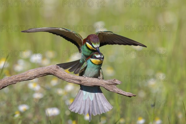 Bee-eater, (Merops apiaster), copula, mating, Tiszaalpár, Kiskunsági National Park, Bács-Kiskun, Hungary