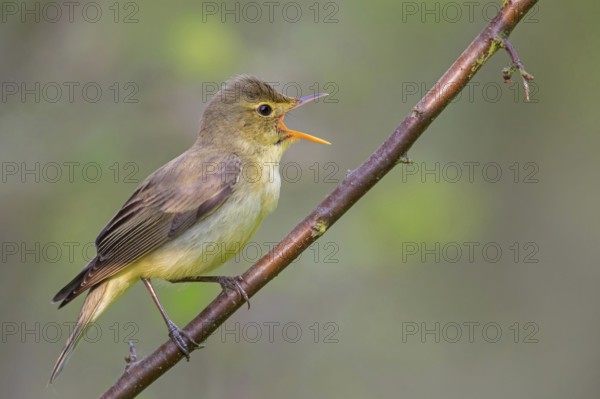 Icterine Warbler, Hippolais icterina, HypolaÔs ictÈrine, Zarcero Icterino, Worms, Rhineland-Palatinate, Germany
