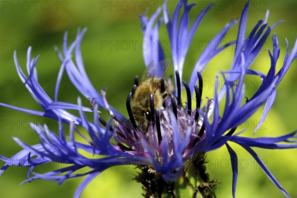 Blue cornflower with bee in the garden. Blue cornflower with bee