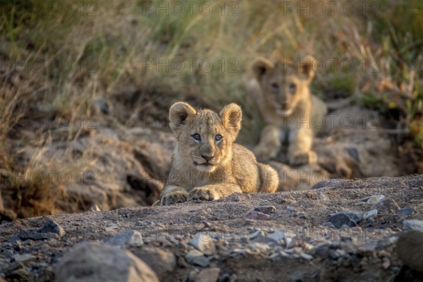 Two Lion cubs laying in a dry riverbed in the Pilanesberg National Park, South Africa