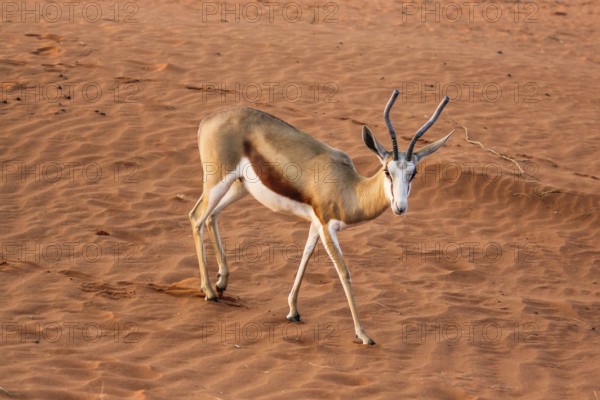 Springbok on the red dunes of the Kalahari desert, Namibia
