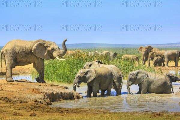 African Elephants near a large pool and others inside the water that cool down with mud. Addo Elephant National Park, Eastern Cape, South Africa. Summer season in a sunny day