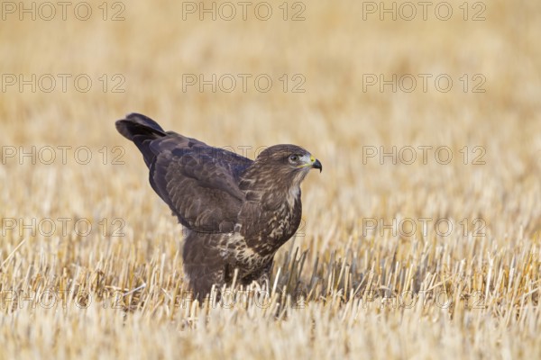 Buzzard, (Buteo buteo), animals, birds, bird of prey, hawk family, buzzard, buzzards, sits in a cornfield, Plateau Oberflörsheim, district Alzey, Rhineland-Palatinate, Germany