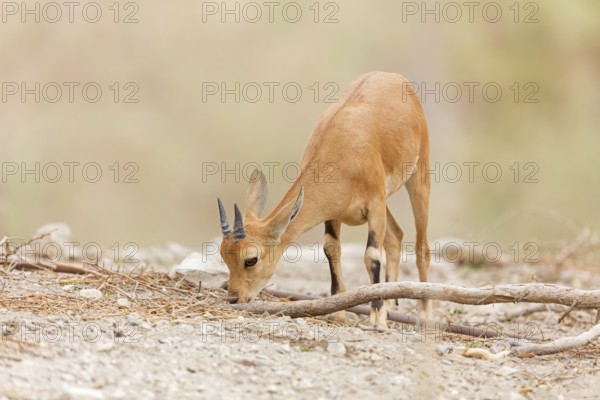 Nubian ibex, Nubian ibex, (Capra nubiana), animals, mammal, young animal, animal kids, Ein Gedi Reserve, En Gedi, HaDarom, Israel
