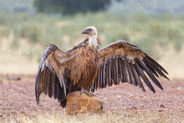 Griffon vulture, (Gyps fulvus), animals, birds, vultures, alworld vulture, hawk family, Sierra de San Pedro, Herreruela, Extremadura, Spain