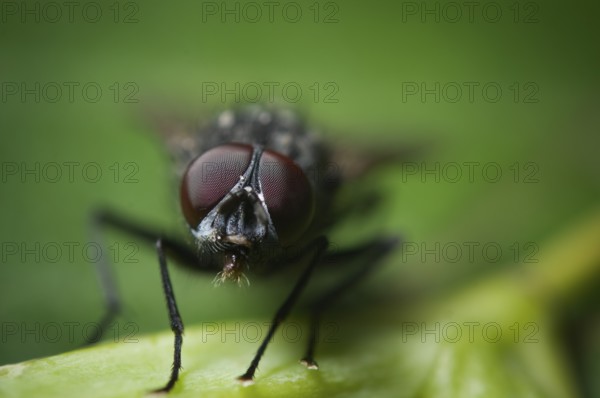 Frontal full body view of a housefly (Musca domestica) sitting quietly on a leaf