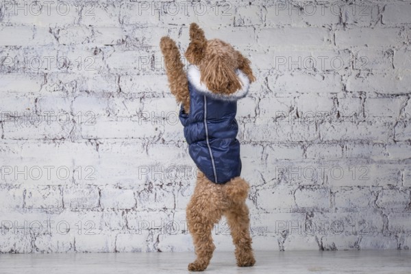 Small funny dog of brown colour with curly hair of toy poodle breed posing in clothes for dogs. Subject accessories and fashionable outfits for pets. Stylish overalls, suit for cold weather for animal