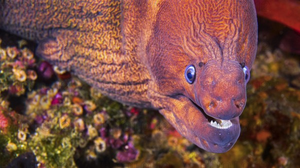 Moray Eel, Muraena helena, Cabo Cope-Puntas del Calnegre Natural Park, Mediterranean Sea, Region de Murcia, Murcia, Spain